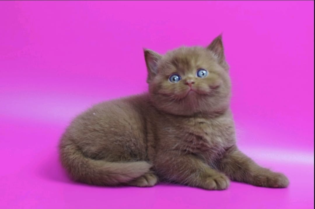 WhatsApp Image 2025-11-24 at 08.34.30 (2) british