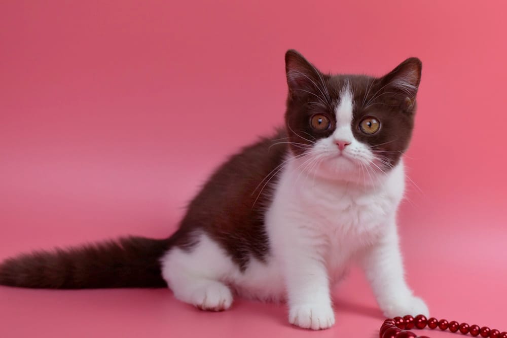 WhatsApp Image 2025-11-24 at 08.35.21 (3)