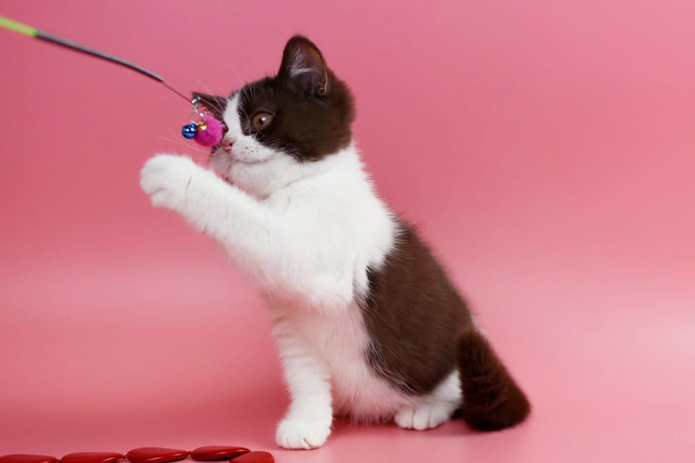 WhatsApp Image 2025-11-24 at 08.35.21