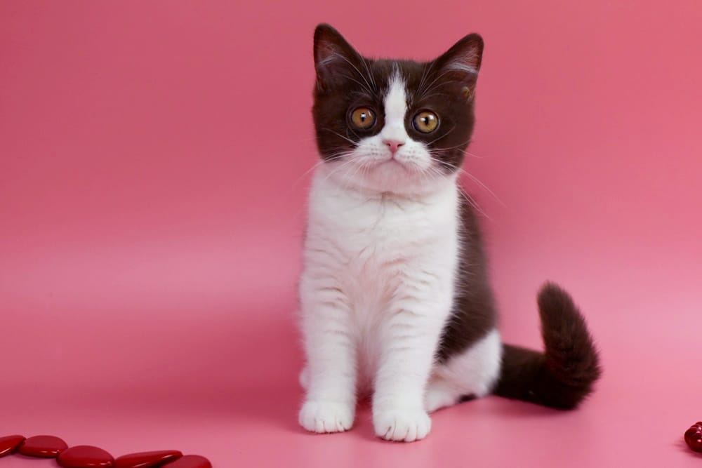 WhatsApp Image 2025-11-24 at 08.35.22 (1)