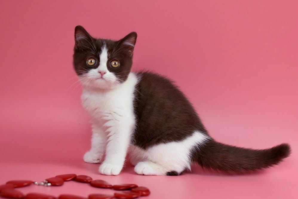 WhatsApp Image 2025-11-24 at 08.35.22