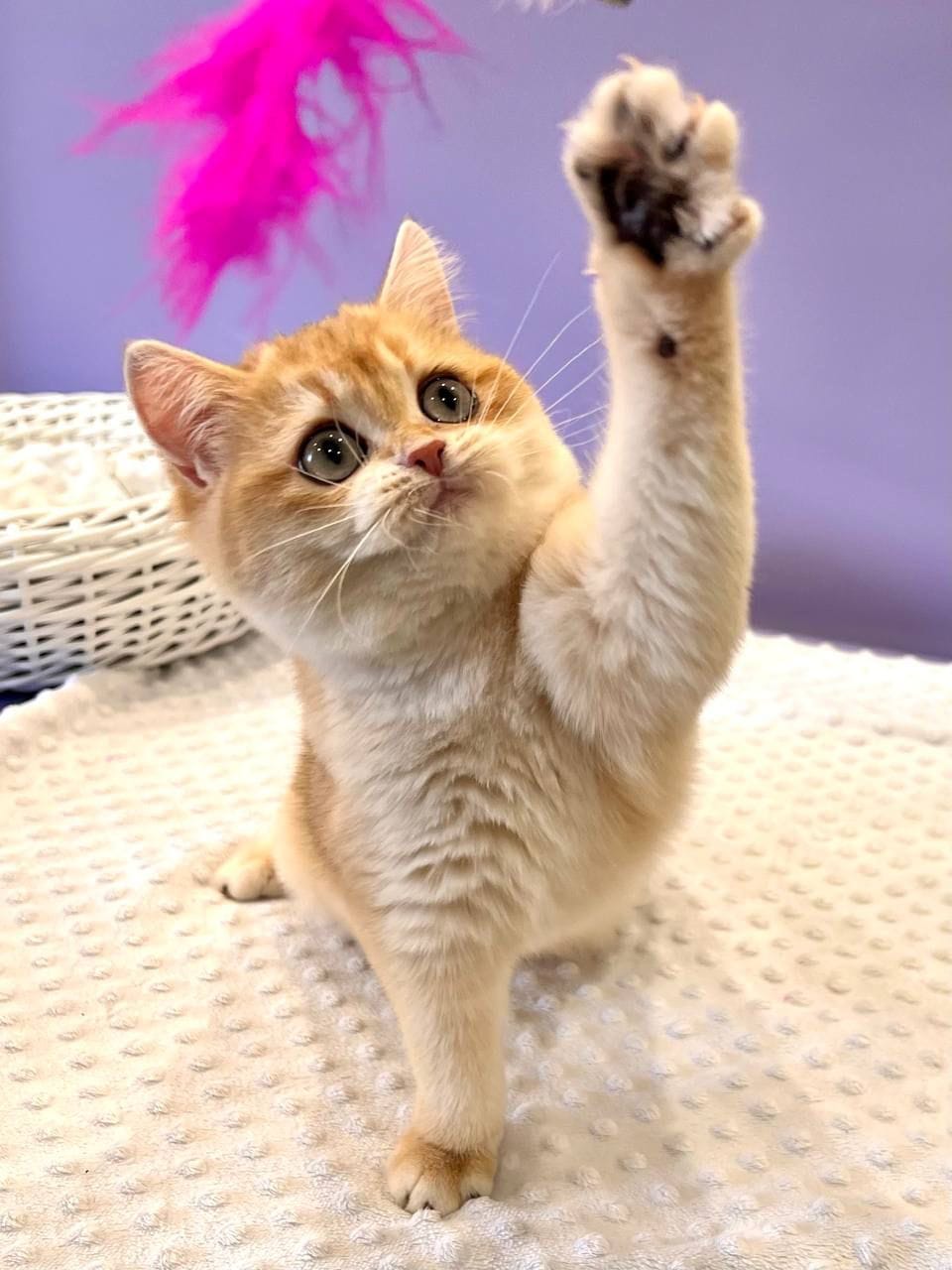 WhatsApp Image 2025-11-24 at 19.18.57 (6)