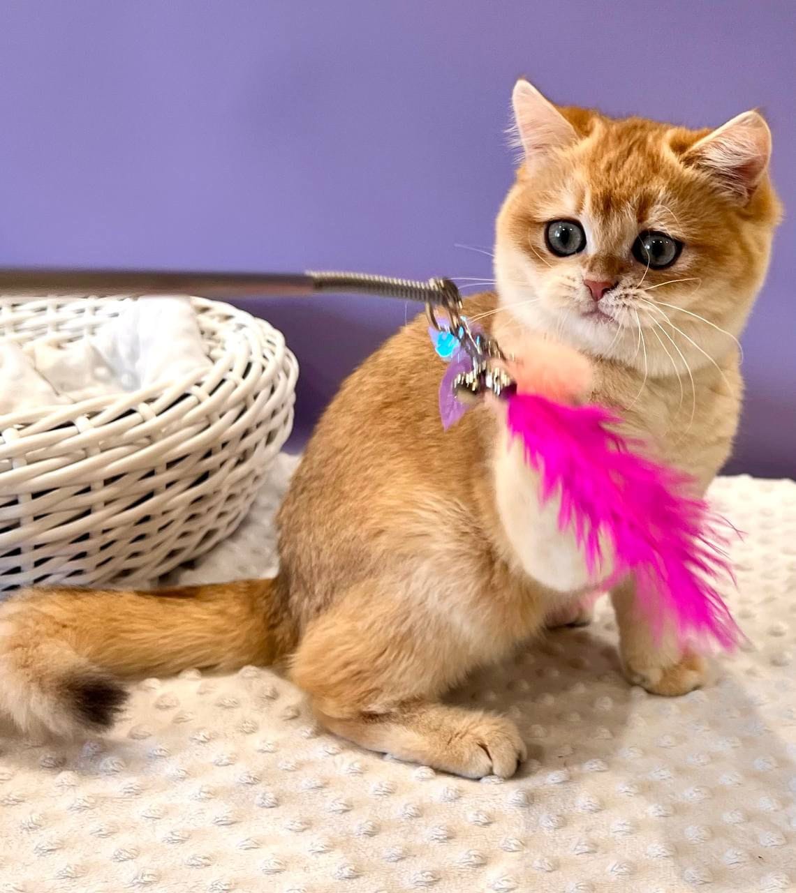 WhatsApp Image 2025-11-24 at 19.18.57 (7)