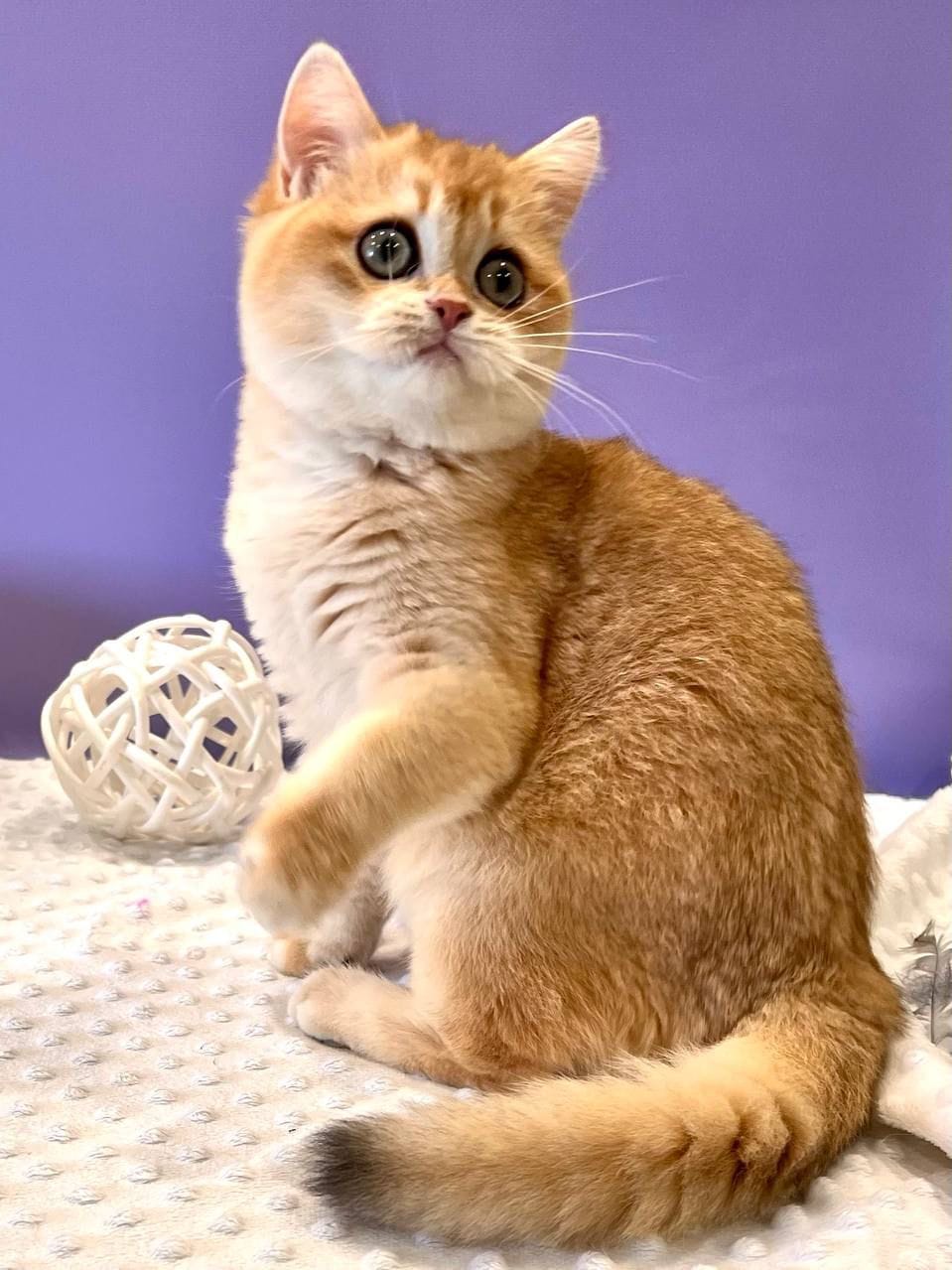 WhatsApp Image 2025-11-24 at 19.18.58 (1)