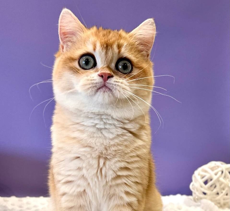 WhatsApp Image 2025-11-24 at 19.18.58 (2) british