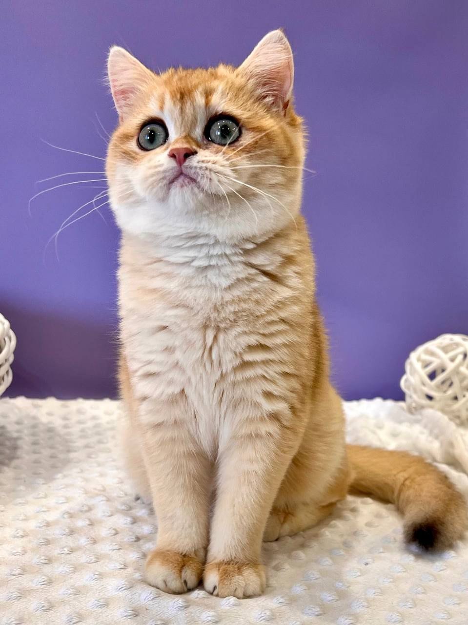 WhatsApp Image 2025-11-24 at 19.18.58