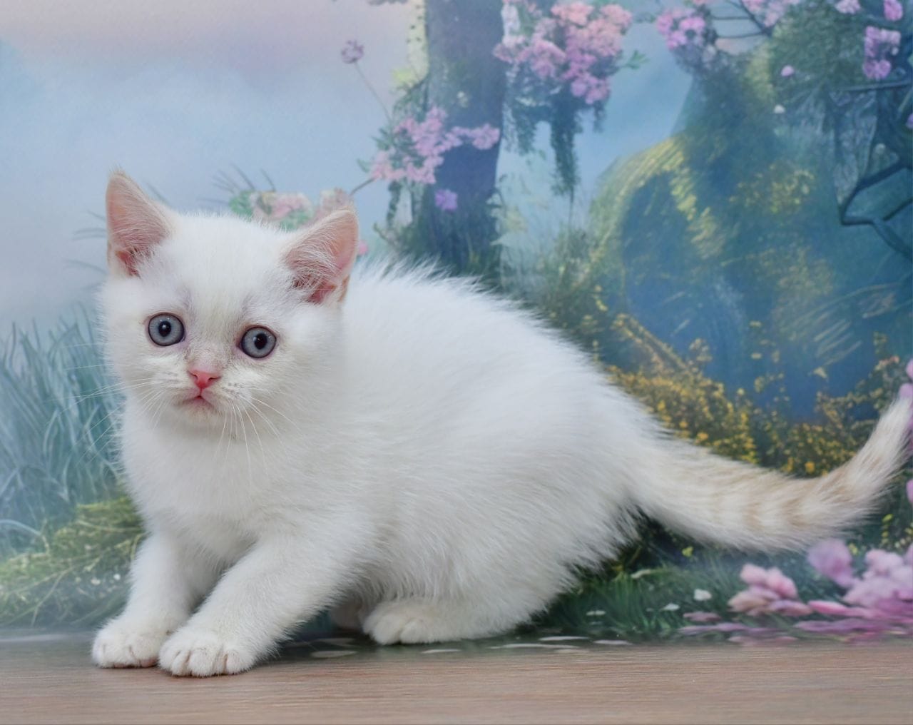 WhatsApp Image 2025-11-24 at 19.22.01 (1)