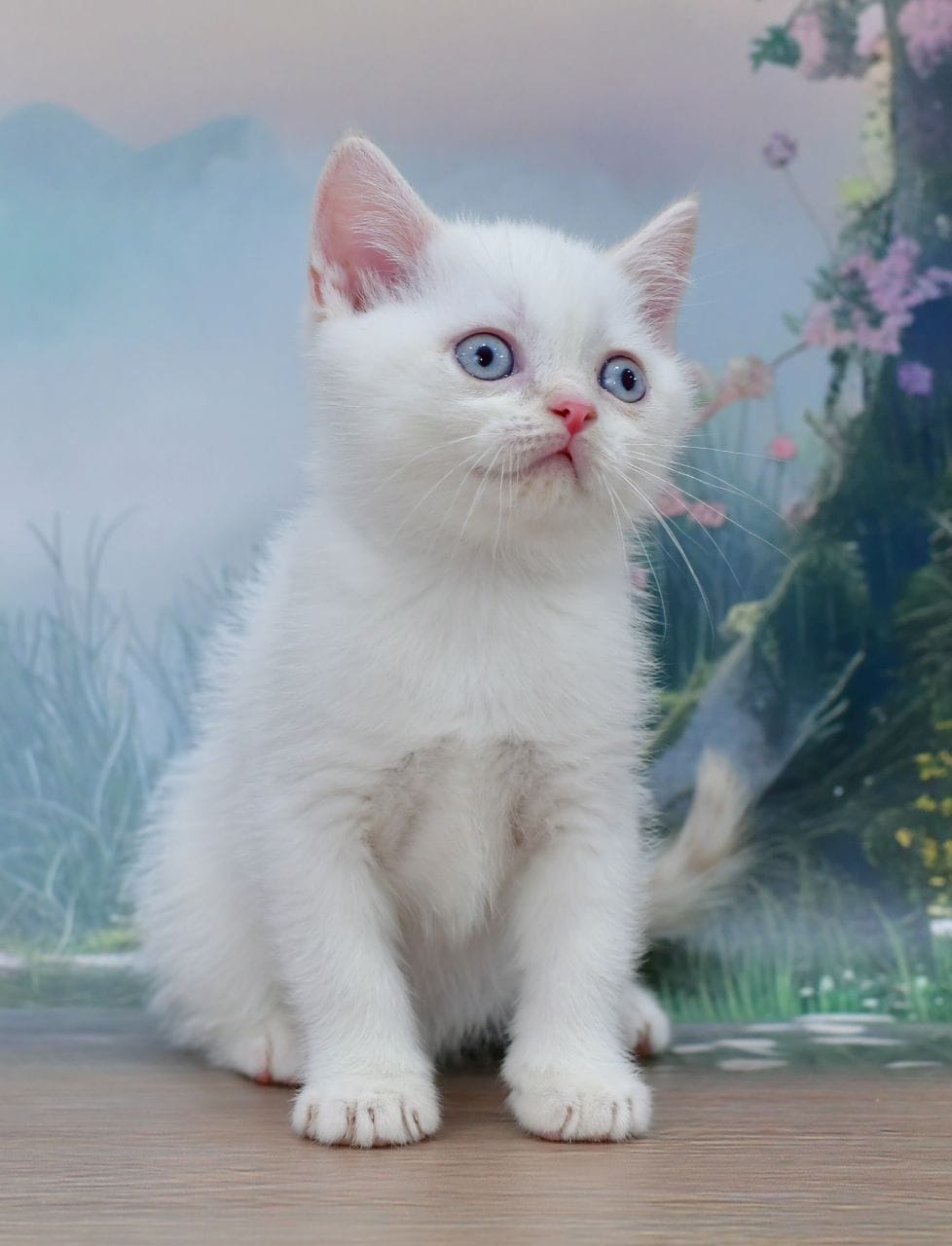 WhatsApp Image 2025-11-24 at 19.22.01 (2)