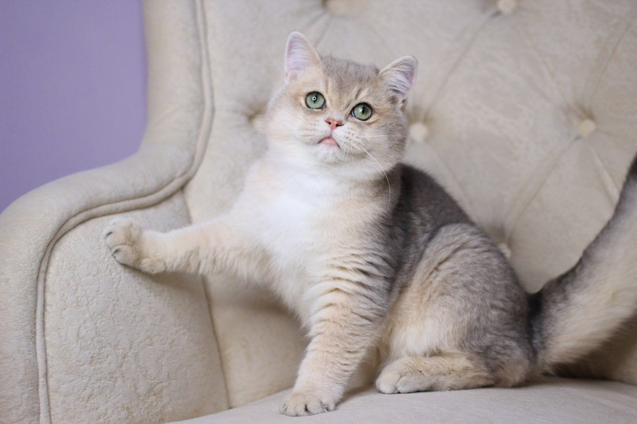 british shorthair