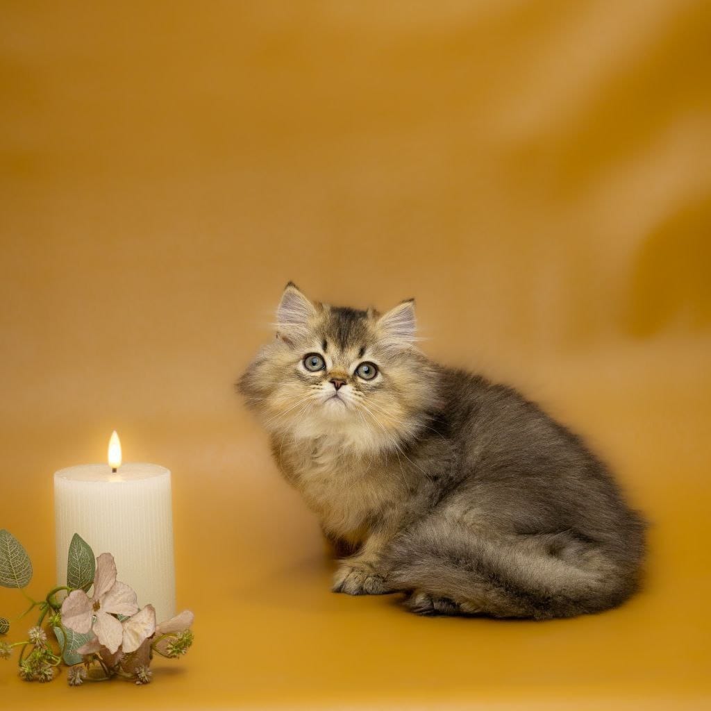 photo_2025-12-11_16-27-15