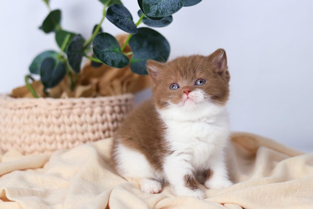 WhatsApp Image 2025-12-01 at 14.01.38