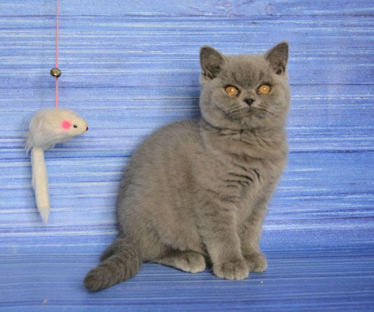 WhatsApp Image 2025-12-01 at 18.31.44 (1)