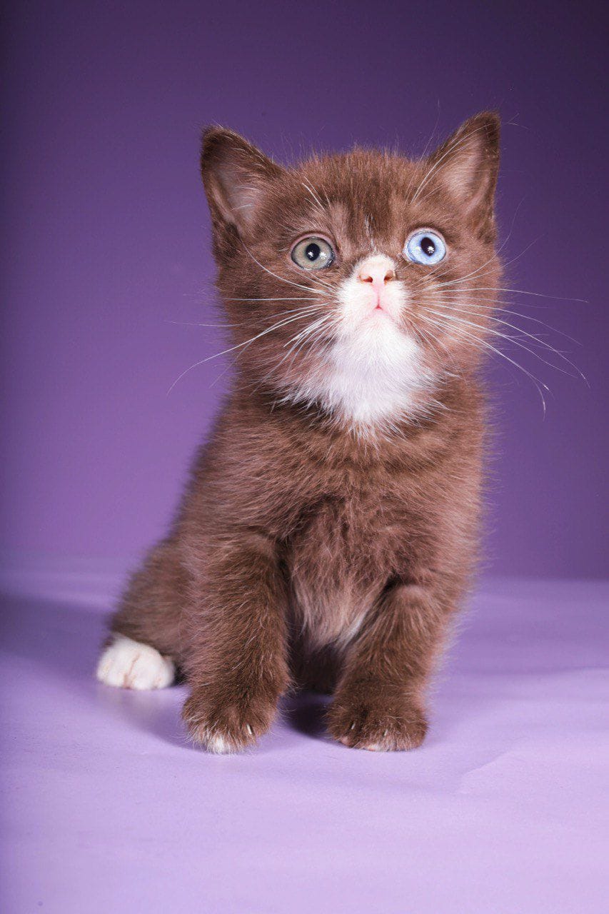 WhatsApp Image 2025-12-01 at 18.34.22 scottish