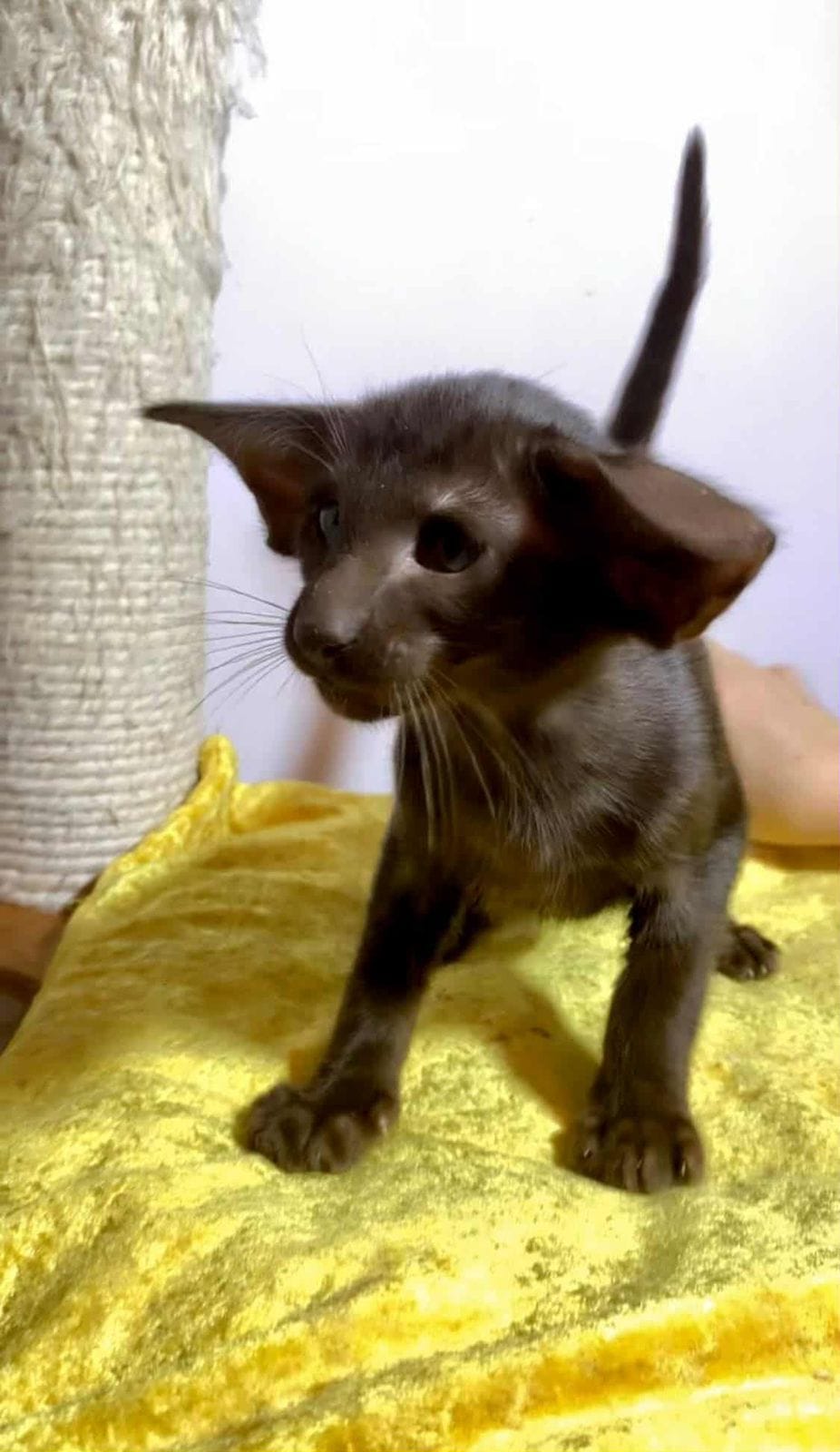 WhatsApp Image 2025-12-01 at 18.35.04 (1)