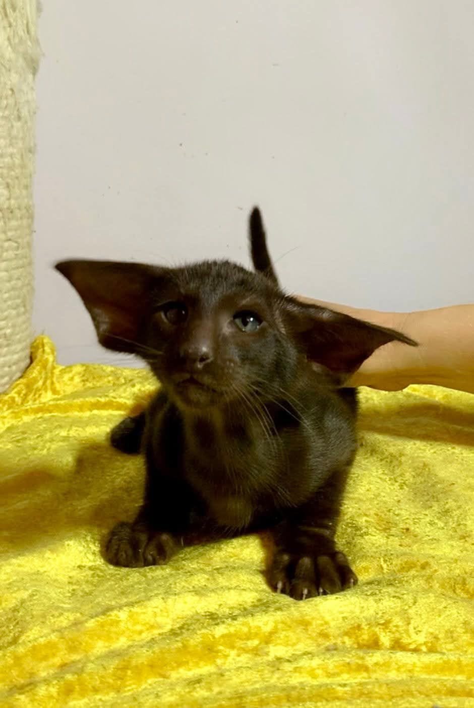 WhatsApp Image 2025-12-01 at 18.35.05 (1)