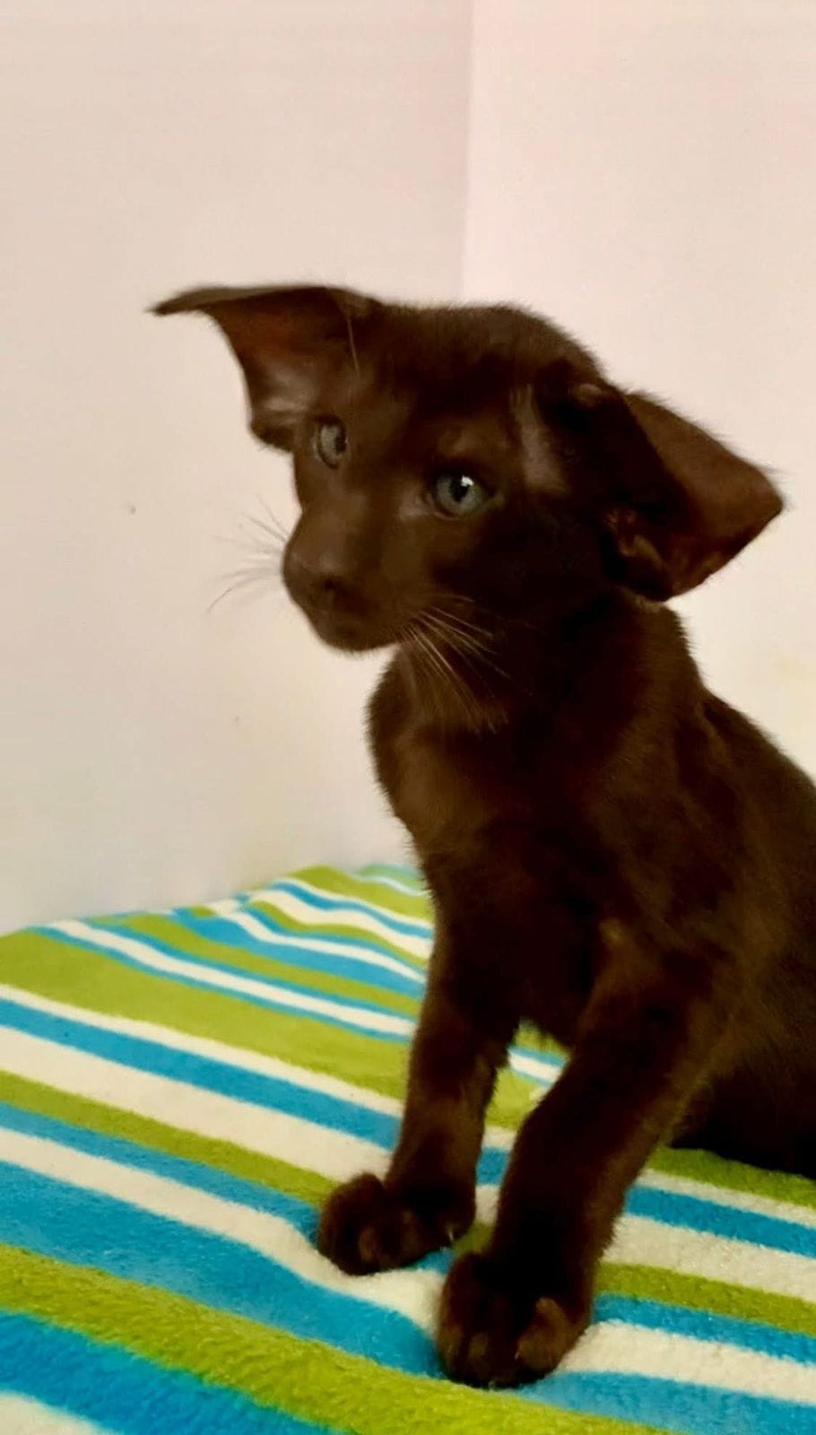 WhatsApp Image 2025-12-01 at 18.35.05 (2)