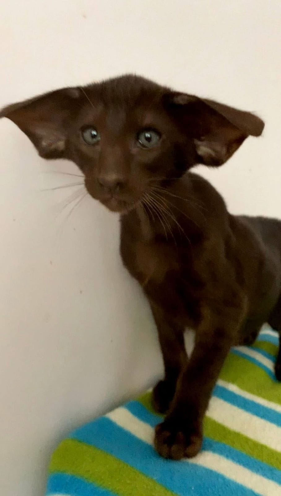 WhatsApp Image 2025-12-01 at 18.35.05 oriental