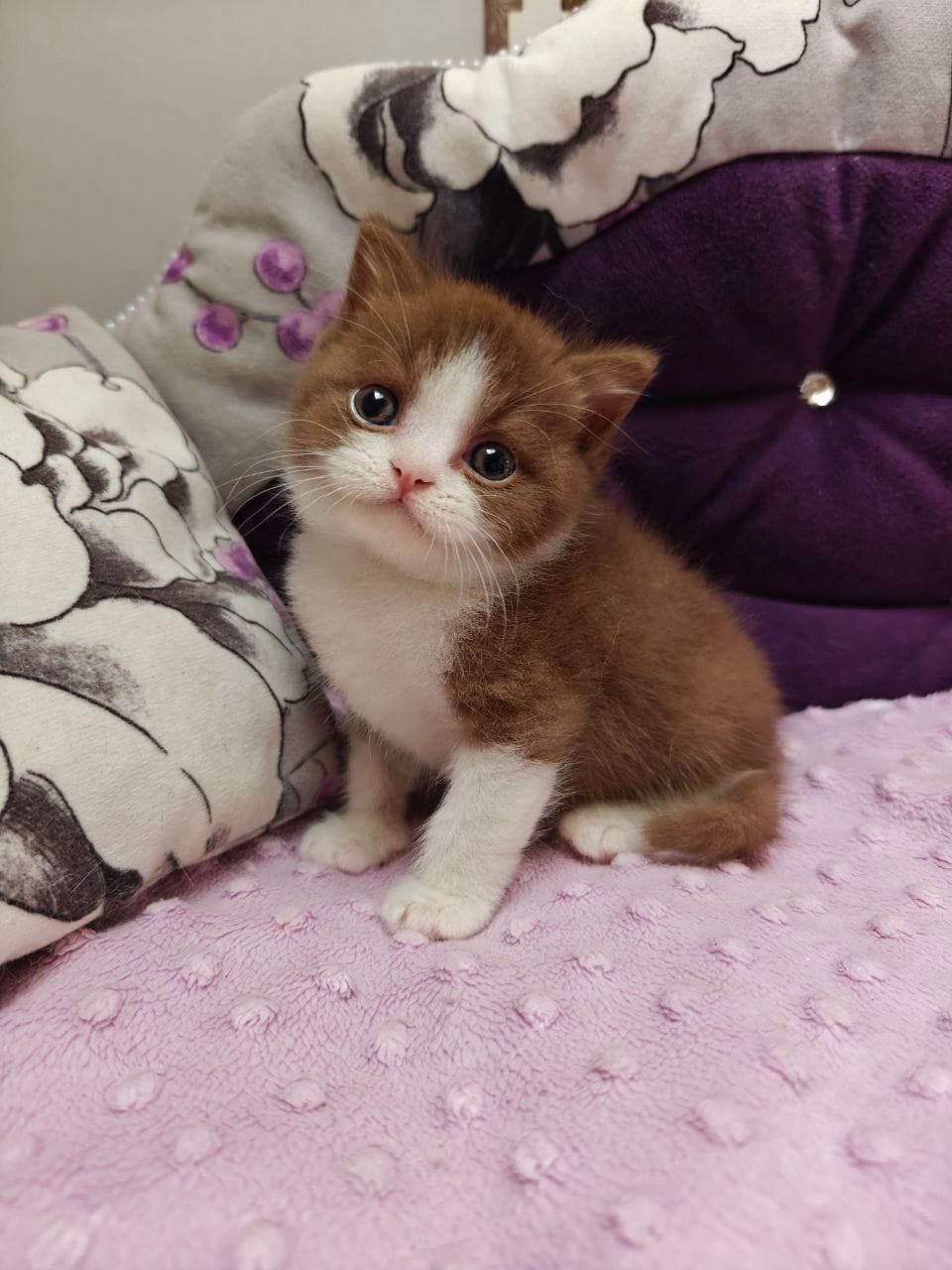 WhatsApp Image 2025-12-01 at 18.38.08