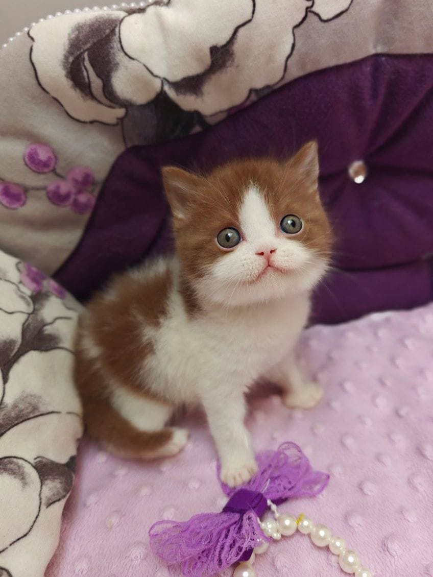 WhatsApp Image 2025-12-01 at 18.38.43