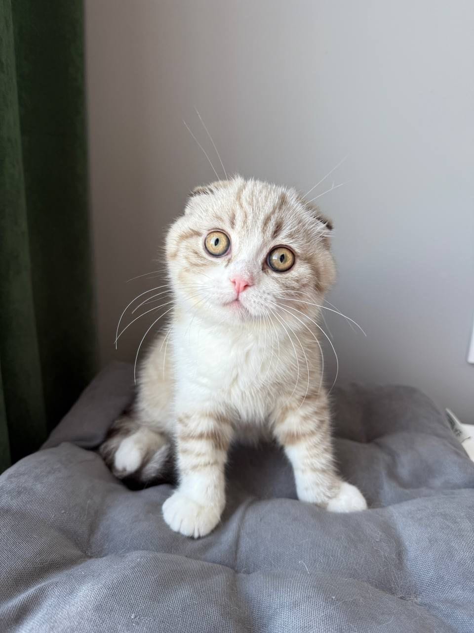 WhatsApp Image 2025-12-01 at 18.42.02 (2) scottish