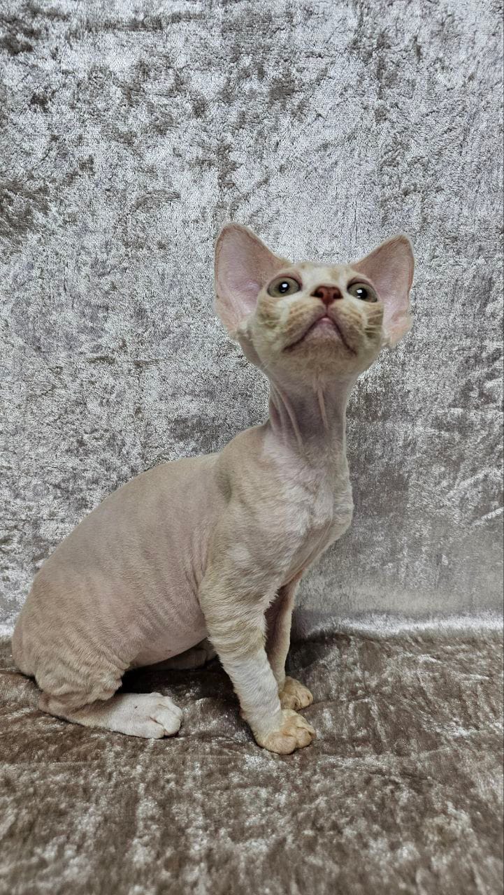 WhatsApp Image 2025-12-04 at 22.05.31 (4)