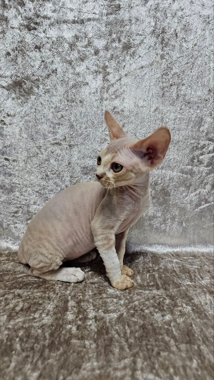 WhatsApp Image 2025-12-04 at 22.05.31