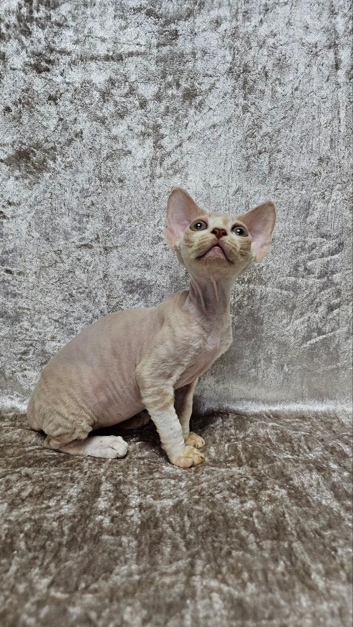 WhatsApp Image 2025-12-04 at 22.05.32 (1)