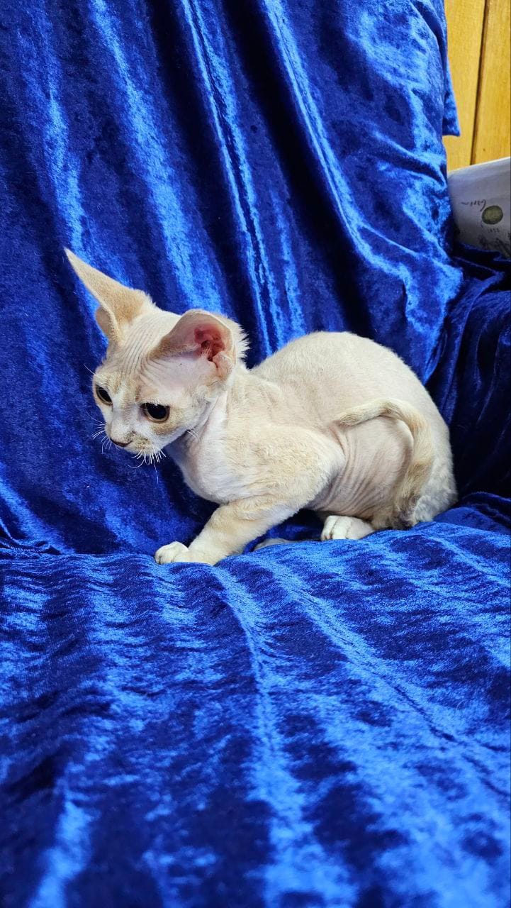 WhatsApp Image 2025-12-04 at 22.05.32