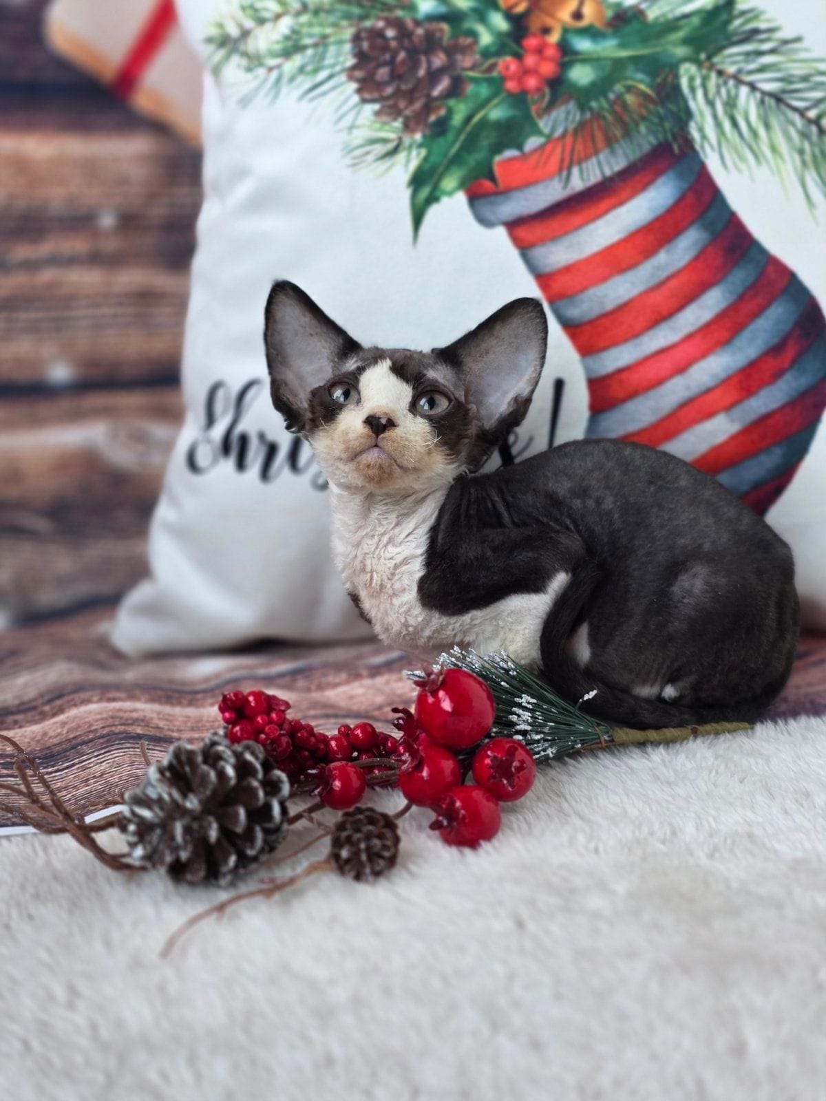 WhatsApp Image 2025-12-04 at 22.06.04 (5)