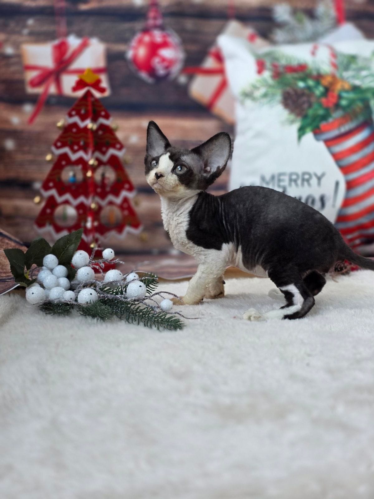 WhatsApp Image 2025-12-04 at 22.06.04