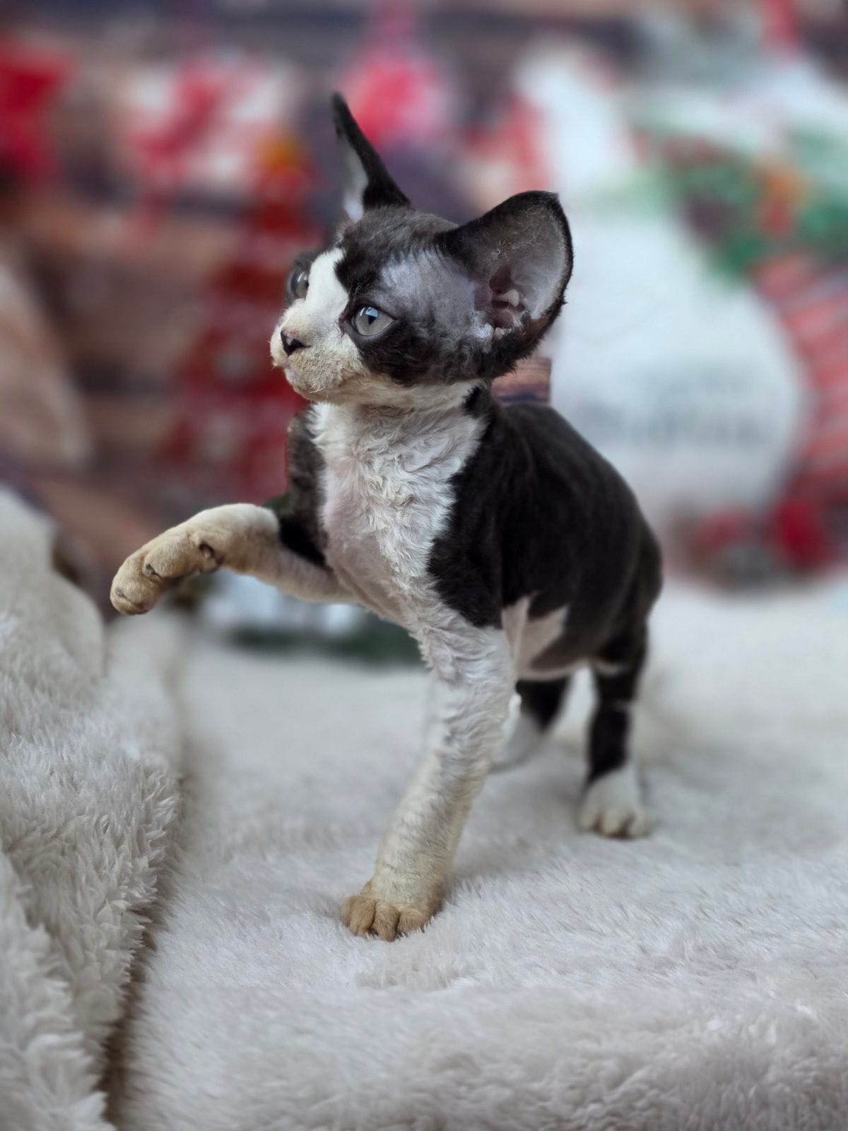 WhatsApp Image 2025-12-04 at 22.06.05 (1)