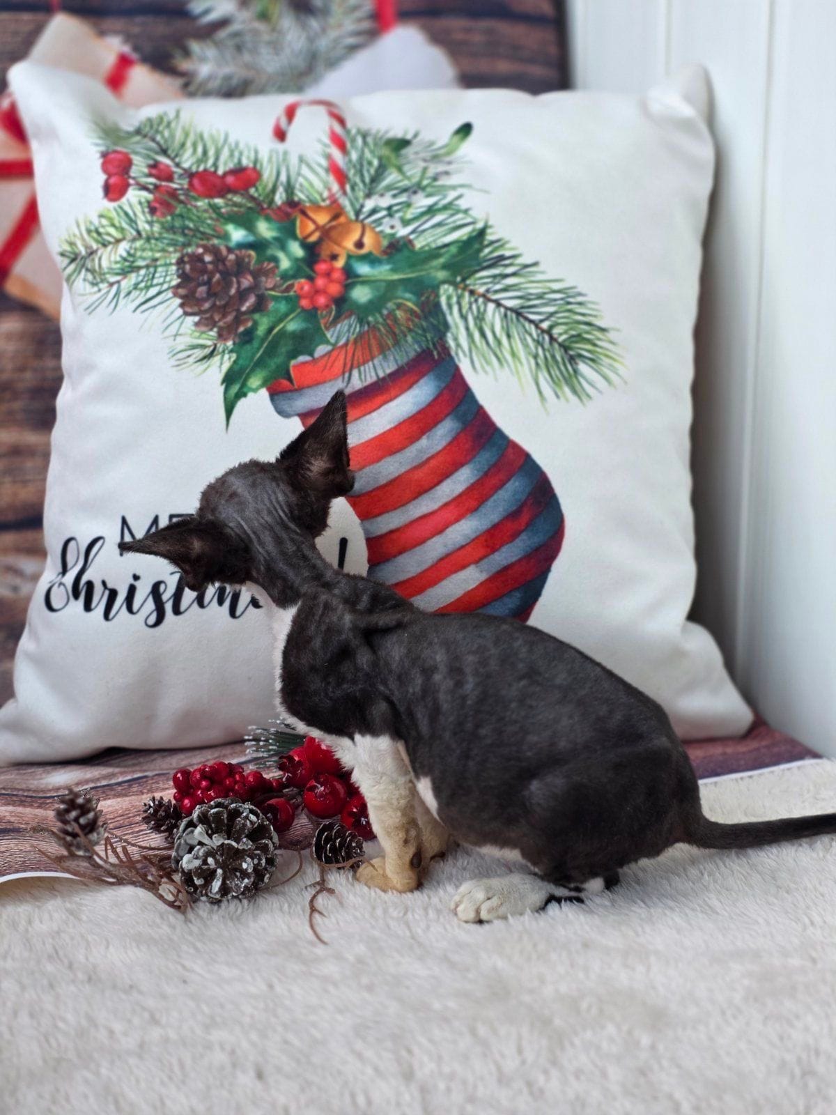 WhatsApp Image 2025-12-04 at 22.06.05