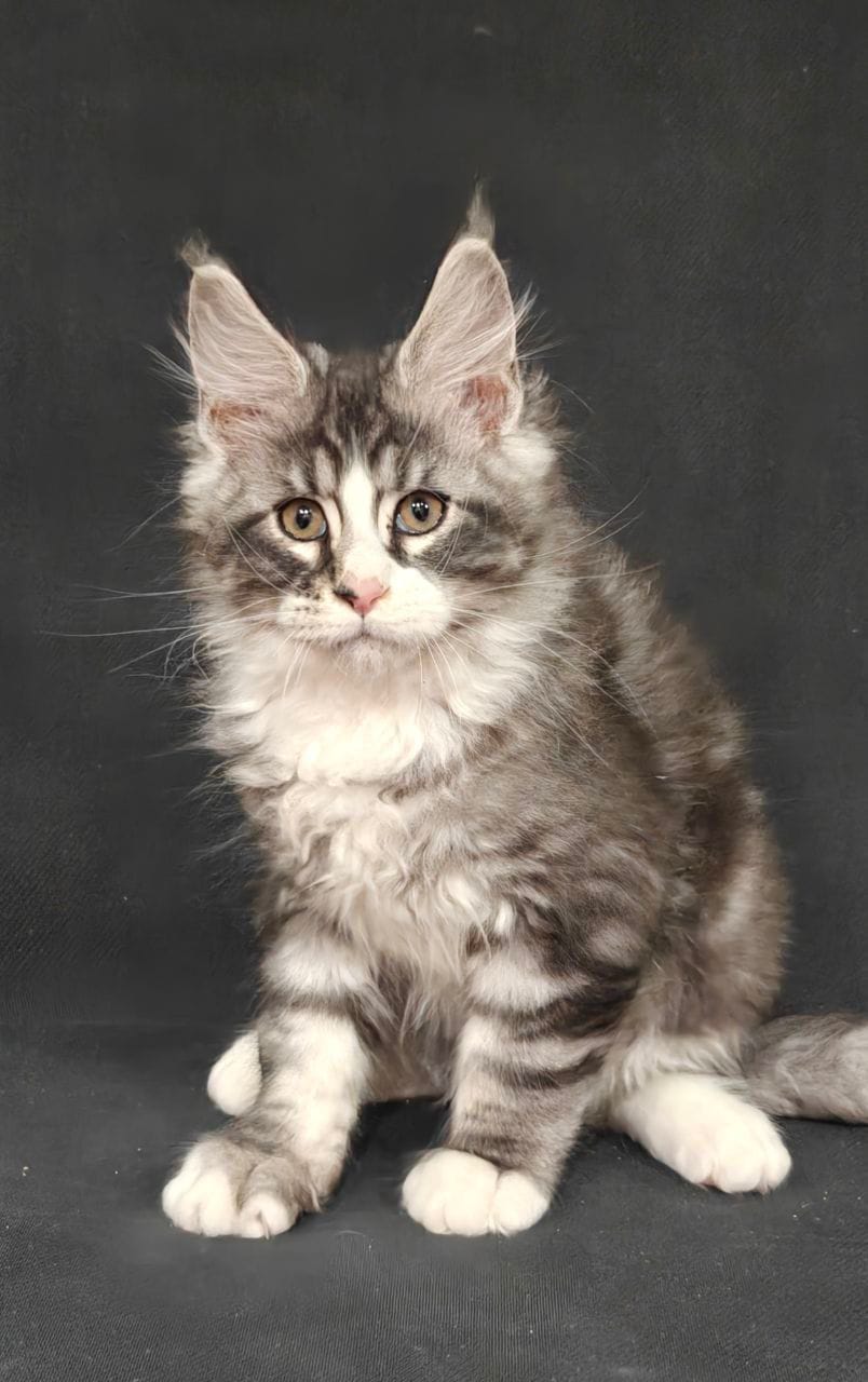 maine coon