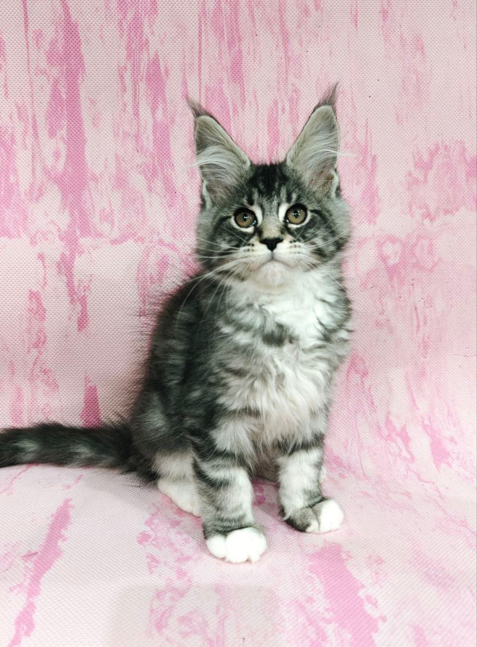 WhatsApp Image 2025-12-09 at 15.38.45 (4)