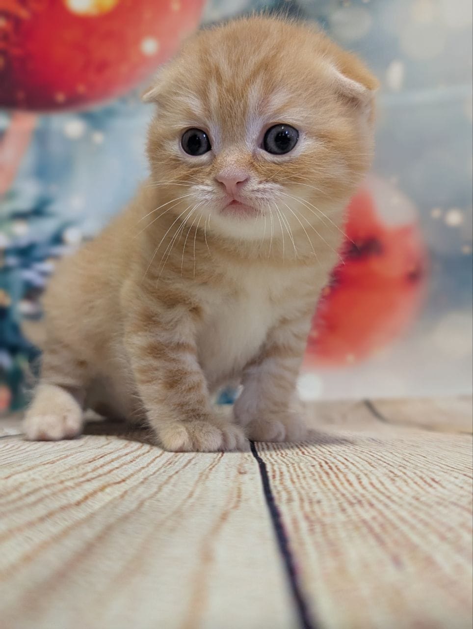 WhatsApp Image 2025-12-09 at 15.42.27 (3)