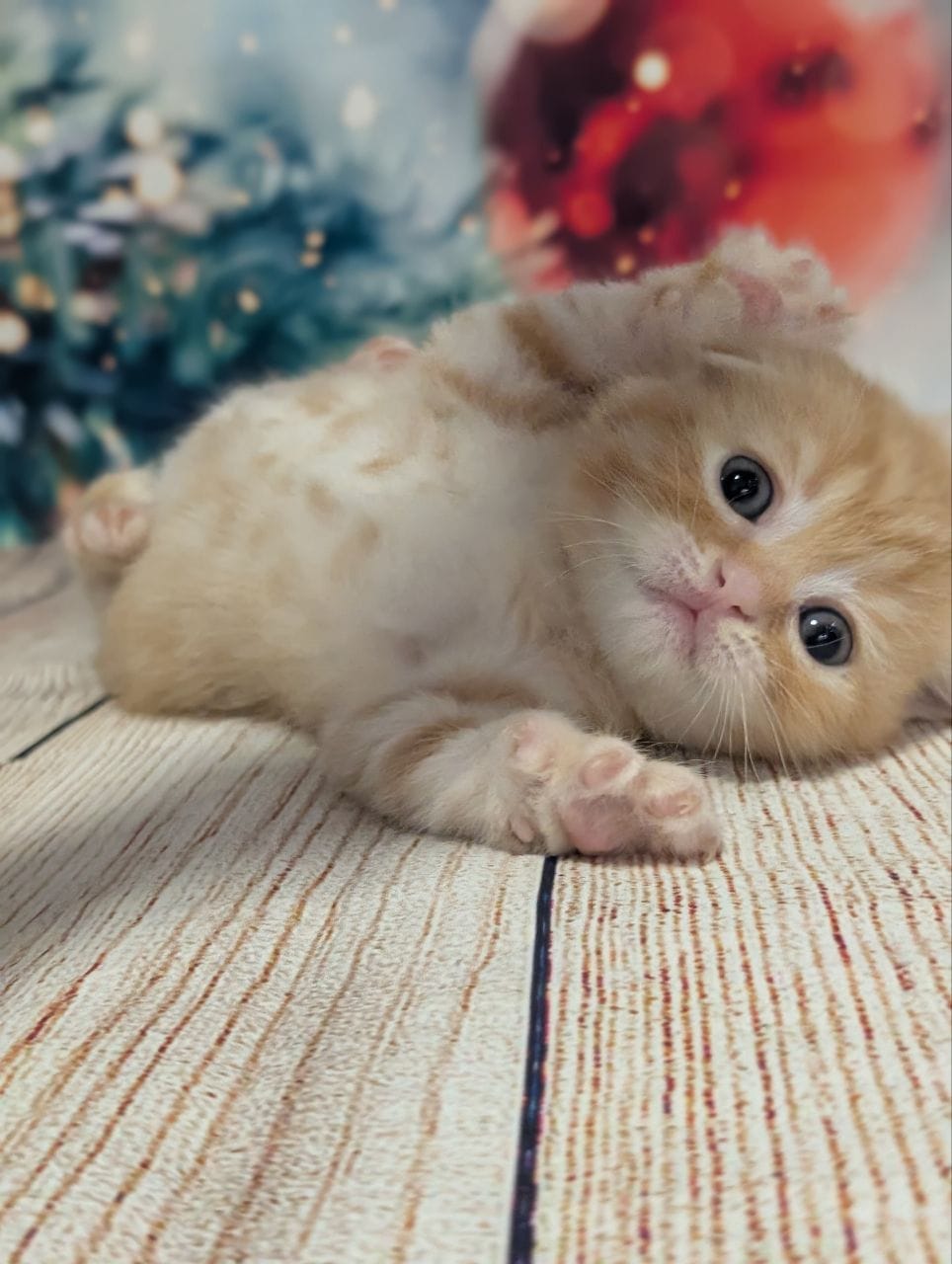 WhatsApp Image 2025-12-09 at 15.42.27 (5)