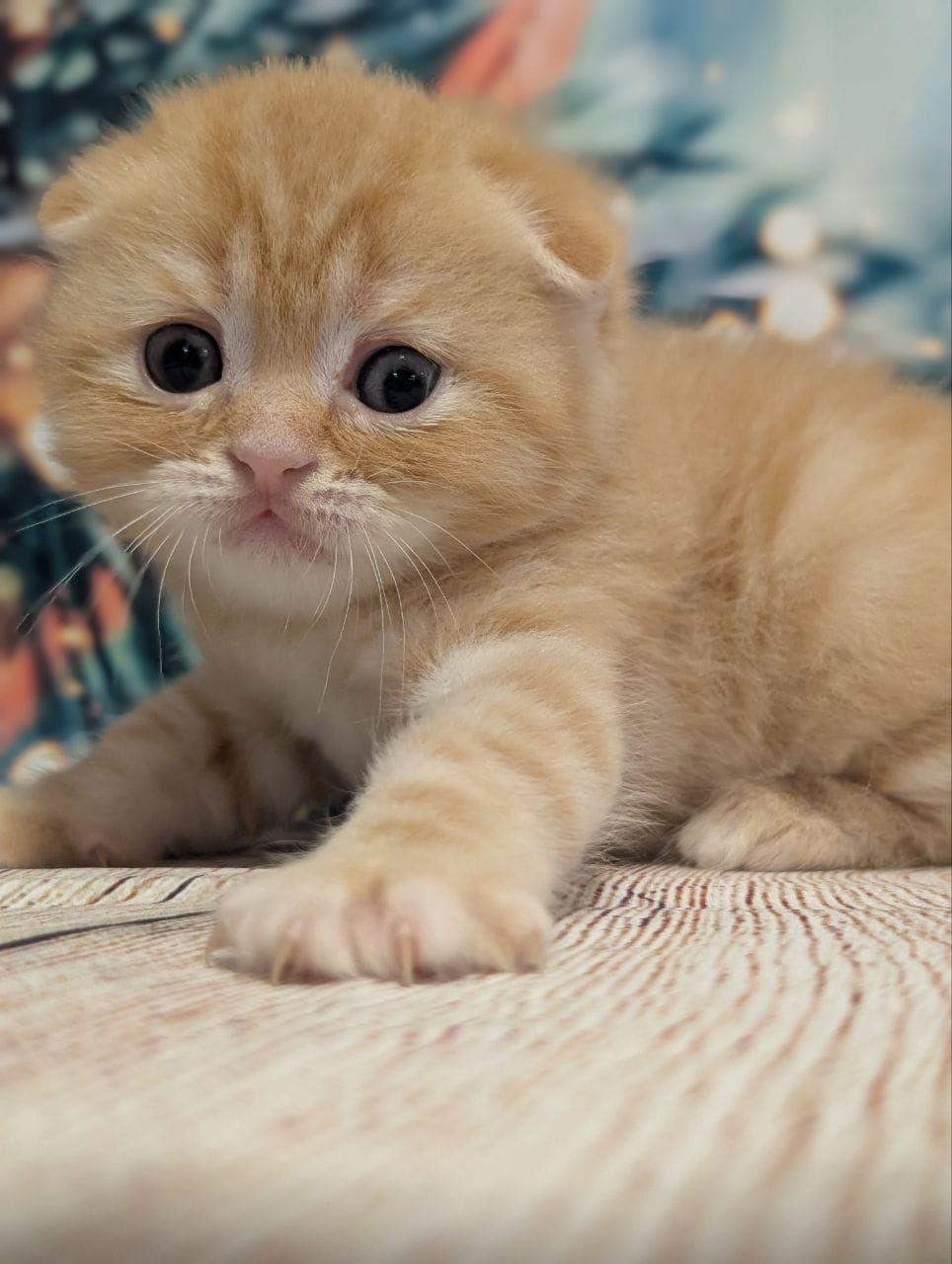 WhatsApp Image 2025-12-09 at 15.42.27 (6)