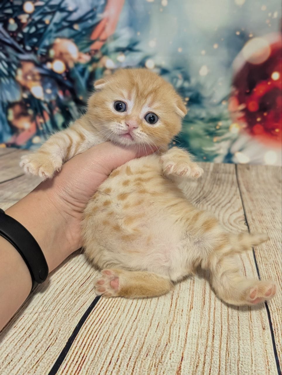 WhatsApp Image 2025-12-09 at 15.42.27 scottish fold