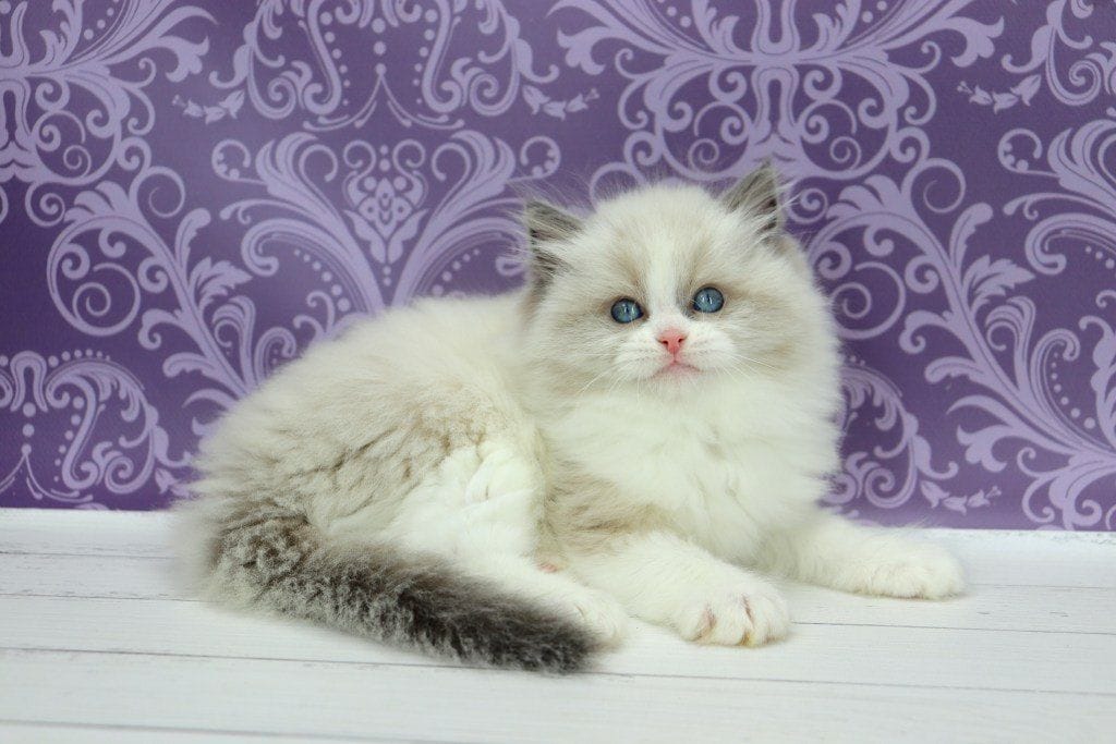 ragdoll