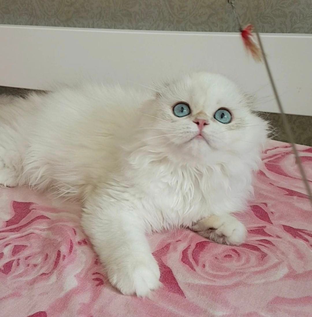 WhatsApp Image 2025-12-13 at 18.59.36