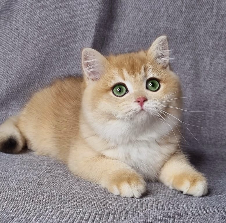 WhatsApp Image 2025-12-16 at 07.32.20