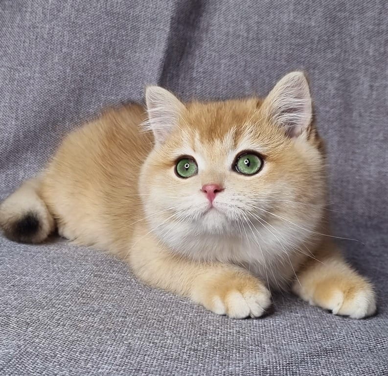 WhatsApp Image 2025-12-16 at 07.32.22 (3) british