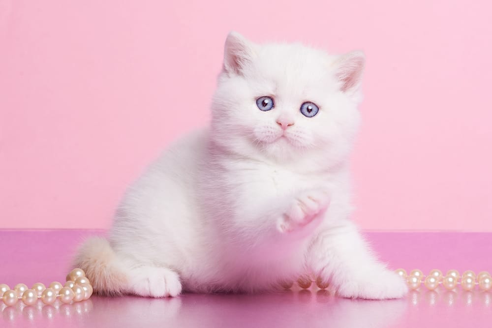 WhatsApp Image 2025-12-21 at 08.20.04 (3)