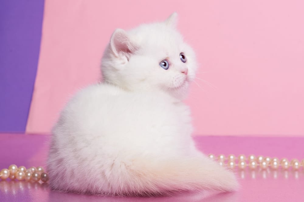 WhatsApp Image 2025-12-21 at 08.20.04