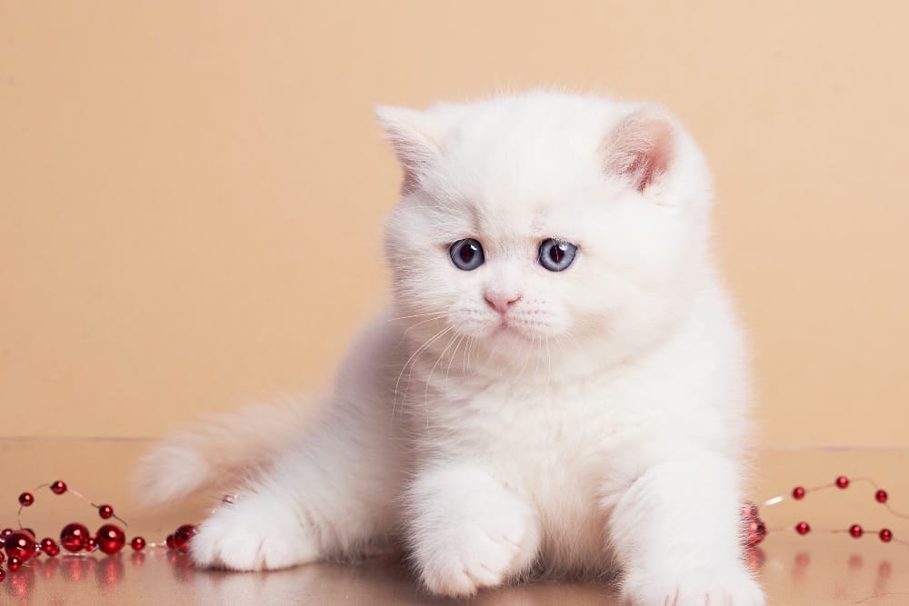 WhatsApp Image 2025-12-21 at 08.20.05 (1)