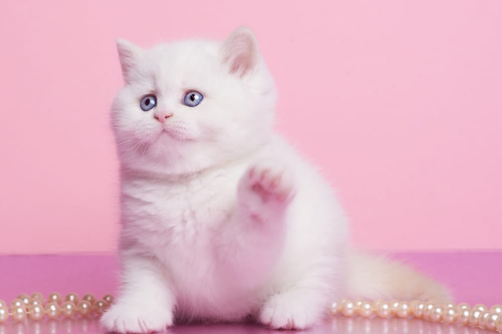 WhatsApp Image 2025-12-21 at 08.20.05 (2) british