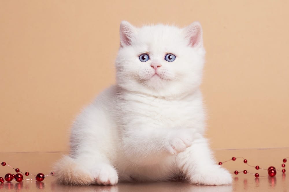 WhatsApp Image 2025-12-21 at 08.20.05