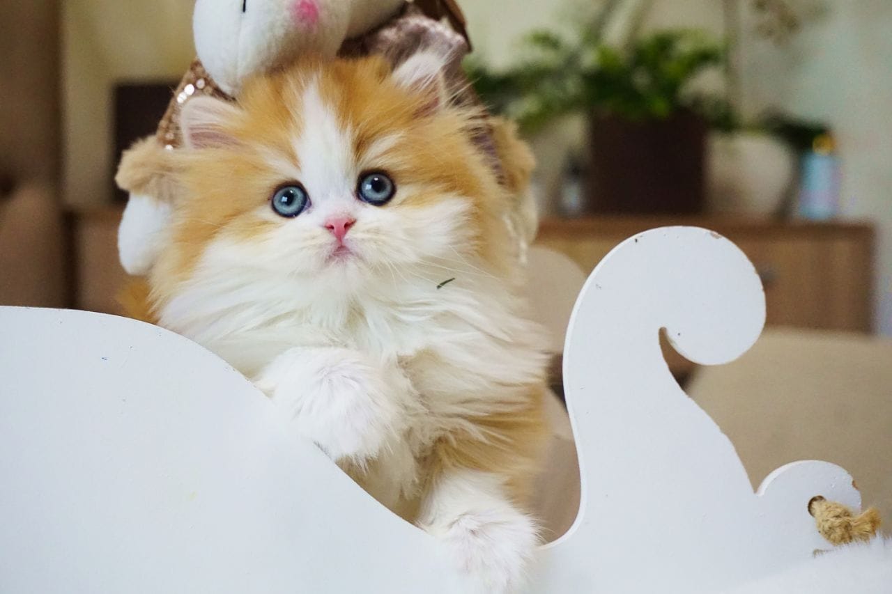 WhatsApp Image 2025-12-22 at 13.26.22 (4)