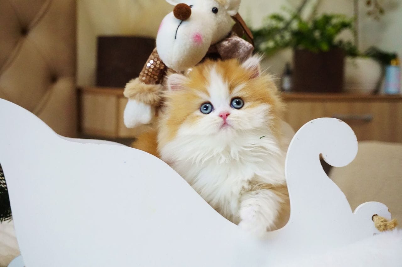 WhatsApp Image 2025-12-22 at 13.26.22