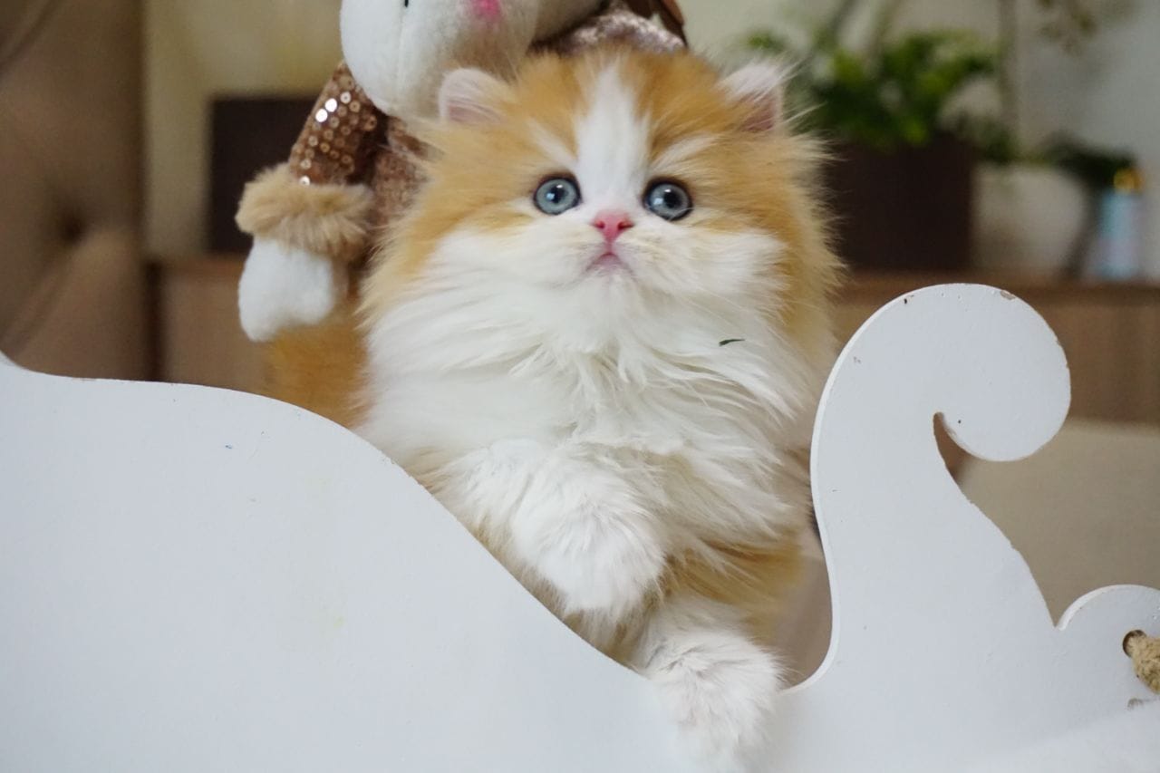 WhatsApp Image 2025-12-22 at 13.26.23 (1) british longhair